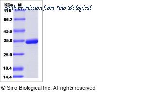Sino Biological 40267-V07E1 image 1