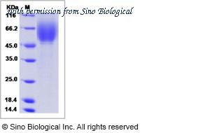 Sino Biological 40280-V08H image 1