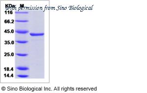 Sino Biological 40286-V09E image 1
