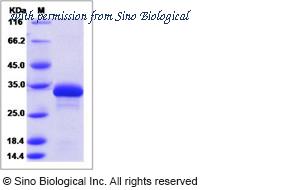 Sino Biological 40301-N07E image 1