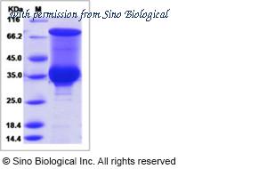 Sino Biological 40303-N08E image 1