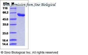 Sino Biological 40323-V08B image 1