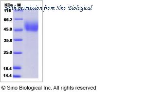 Sino Biological 40323-V08H1 image 1