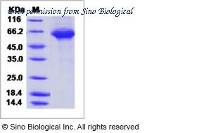Sino Biological 40324-V08B image 1