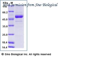 Sino Biological 40338-V07B1 image 1