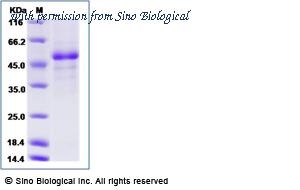Sino Biological 40338-V08B image 1