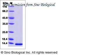 Sino Biological 40345-V08Y image 1