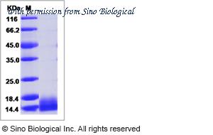 Sino Biological 40345-V08Y1 image 1
