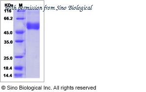 Sino Biological 40346-V07H image 1
