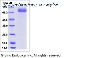 Sino Biological 40368-V02H image 1