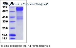 Sino Biological 40368-V08B image 1