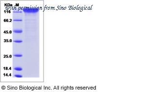 Sino Biological 40369-V02H image 1
