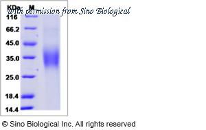 Sino Biological 40374-V07H image 1