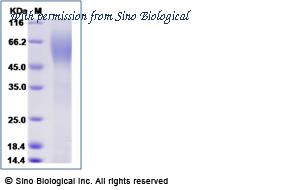 Sino Biological 40375-V08H image 1