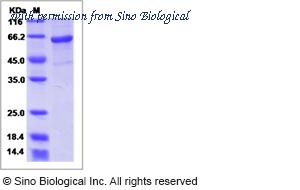 Sino Biological 40383-V08B image 1