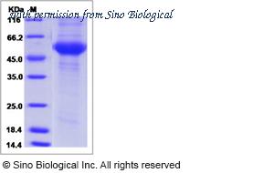 Sino Biological 40383-V08H1 image 1