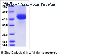 Sino Biological 40383-V08H2 image 1