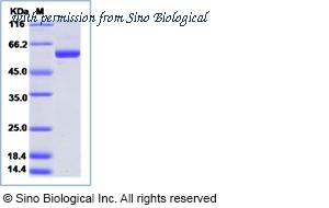 Sino Biological 40384-V08B image 1