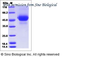 Sino Biological 40384-V08H2 image 1