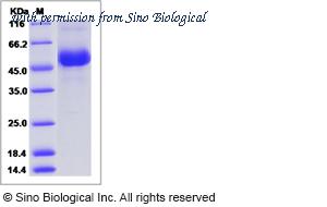 Sino Biological 40385-V08H1 image 1