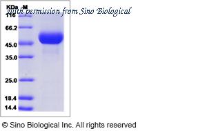 Sino Biological 40387-V08H1 image 1