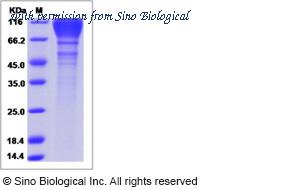 Sino Biological 40404-V08H image 1