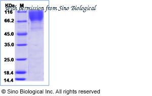 Sino Biological 40405-V08H image 1