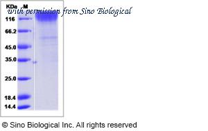 Sino Biological 40409-V08H image 1