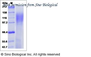 Sino Biological 40410-V08H image 1