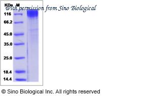 Sino Biological 40415-V08H image 1