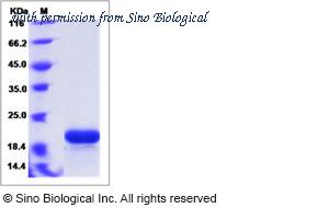 Sino Biological 40443-V07E1 image 1