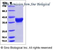 Sino Biological 40446-V07E image 1