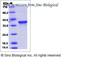 Sino Biological 40448-V07E image 1