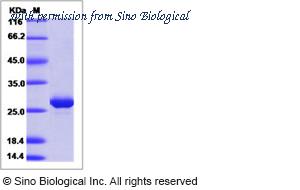Sino Biological 40454-V07E image 1