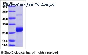 Sino Biological 40456-V07E image 1