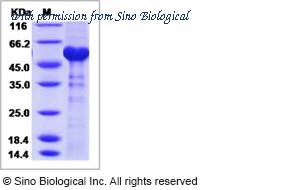 Sino Biological 40458-V08B image 1