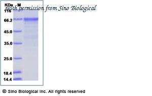 Sino Biological 40467-V02B image 1