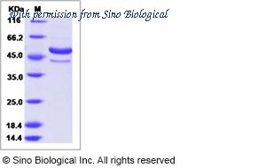 Sino Biological 40471-V08B image 1