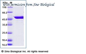 Sino Biological 40471-V08B6 image 1