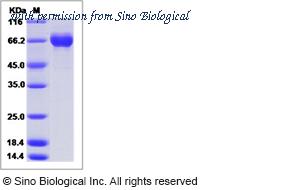 Sino Biological 40475-V08B image 1