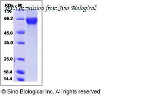 Sino Biological 40476-V08B image 1