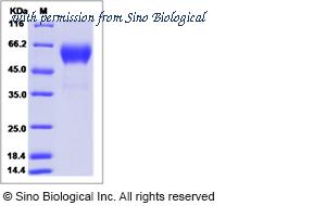 Sino Biological 40477-V08H1 image 1