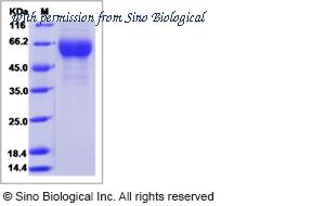 Sino Biological 40478-V08H1 image 1