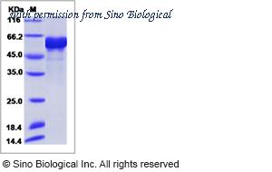 Sino Biological 40496-V08B image 1