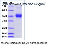 Sino Biological 40527-V07H image 1