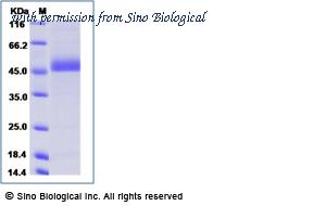 Sino Biological 40529-V07H image 1