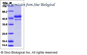 Sino Biological 40533-V08B2 image 1