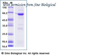 Sino Biological 40543-V10E image 1