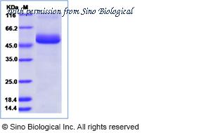 Sino Biological 40544-V07H image 1