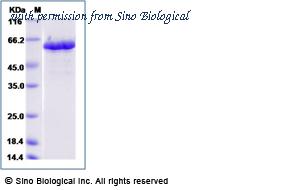 Sino Biological 40546-V08B image 1